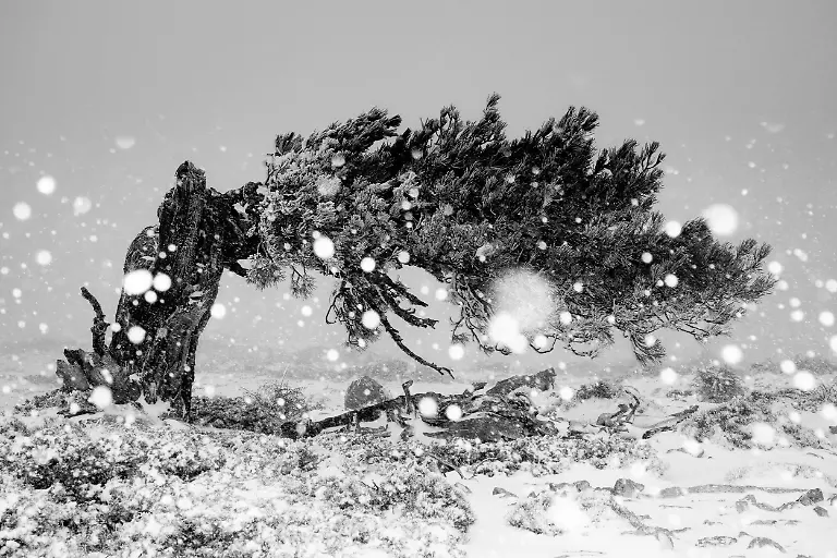 My Jeffrey Pine, Sierra de Baza, by Miguel José Ávalos González, The Nature Photography Contest 2025 Plant Life Winner